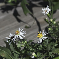 Aster, Ontario (Symphyotrichum ontarionis) flowers