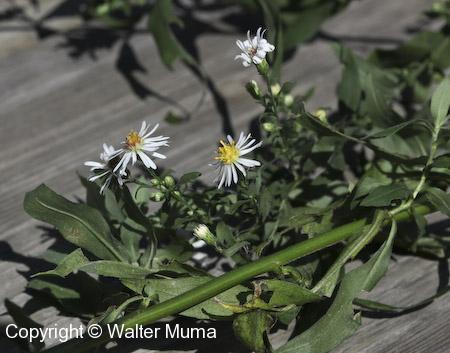 Ontario Aster (Symphyotrichum ontarionis) flowers