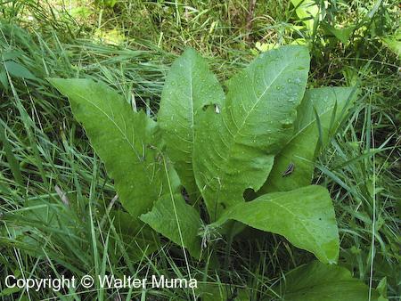 Elecampane (Inula helenium) leaves