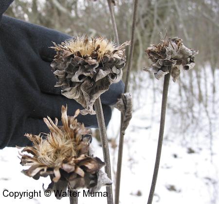 Elecampane (Inula helenium) plant in winter