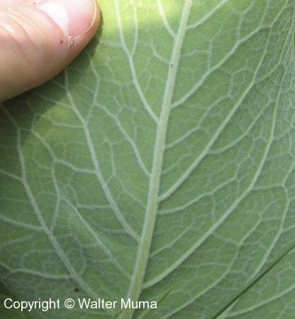 Elecampane (Inula helenium) underside of leaf