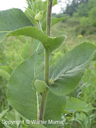 Elecampane (Inula helenium) stalk and leaves