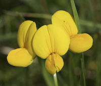 Trefoil, Birdsfoot (Lotus corniculatus) flowers