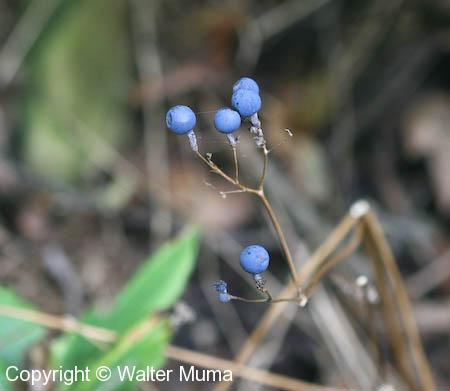 Blue Cohosh (Caulophyllum giganteum)