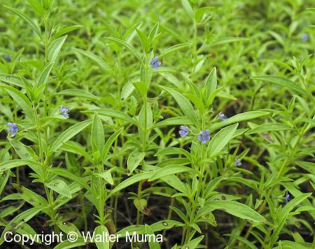 Blue Curls (Trichostema dichotomum) plants