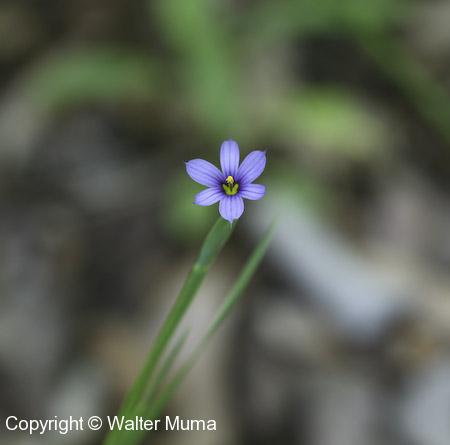 Stout Blue-eyed Grass (Sisyrinchium angustifolium) flower