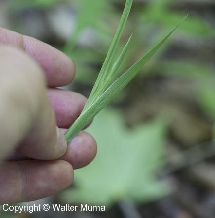 Stout Blue-eyed Grass (Sisyrinchium angustifolium) bracts