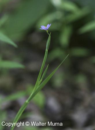 Stout Blue-eyed Grass (Sisyrinchium angustifolium) plant with bracts