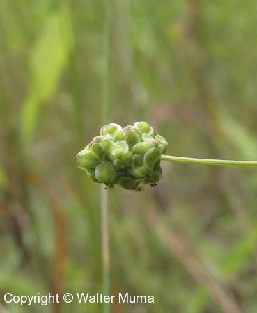 Small Burnet (Poterium sanguisorba) seed head forming