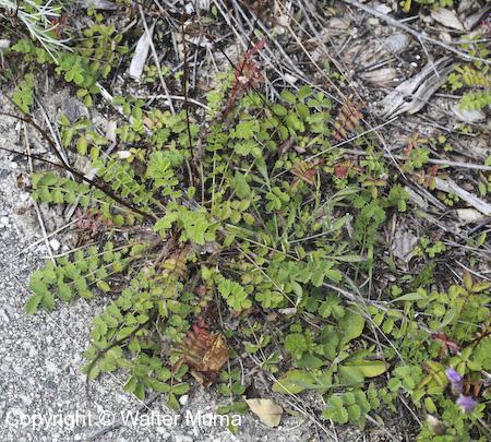 Small Burnet (Poterium sanguisorba) plant