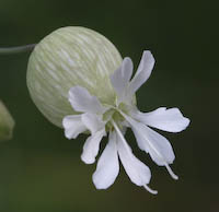 Campion, Bladder (Silene vulgaris) flowers