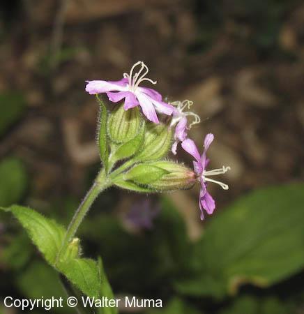 Red Campion (Lychnis dioica)