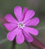 Campion, Red (Lychnis dioica) flowers