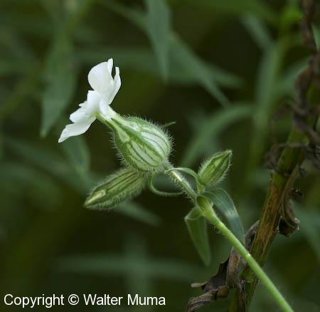 White Campion (Silene latifolia)