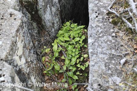 Canada Mayflower (Maianthemum canadense) plants