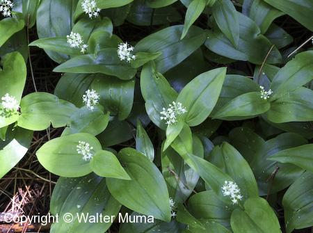 Canada Mayflower (Maianthemum canadense) plants