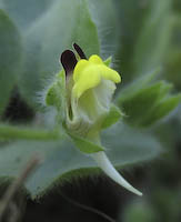 Cancerwort, Roundleaf (Kickxia spuria) flowers