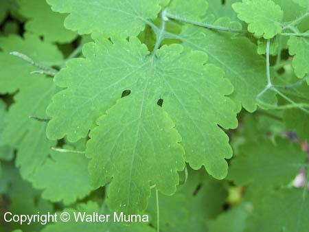 Celandine (Chelidonium majus) leaf