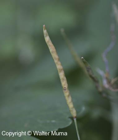 Celandine (Chelidonium majus) seed pod