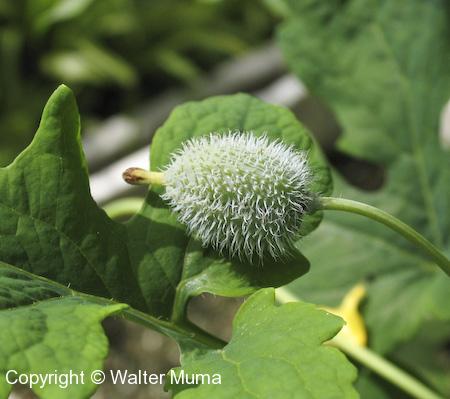 Celandine Poppy (Stylophorum diphyllum) seed pod