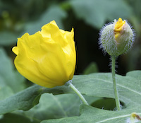 Poppy, Celandine (Stylophorum diphyllum)
