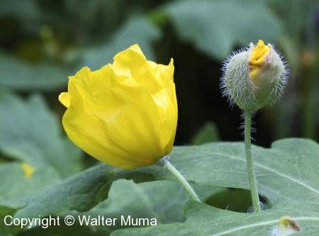 Celandine Poppy (Stylophorum diphyllum) flower