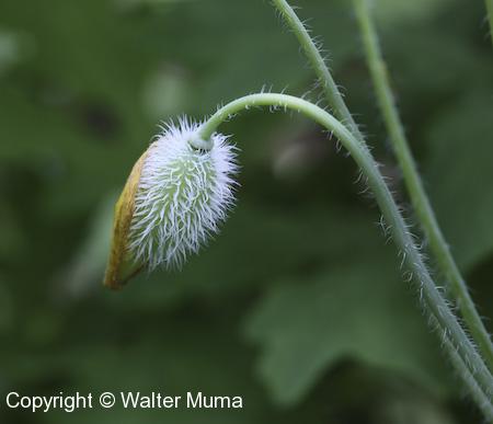 Celandine Poppy (Stylophorum diphyllum) seed pod