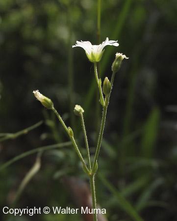 Field Chickweed (Cerastium arvense)