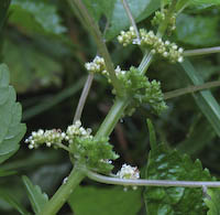 Clearweed (Pilea pumila) flowers