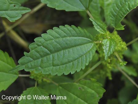 Clearweed (Pilea pumila) leaf
