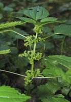 Clearweed (Pilea pumila)