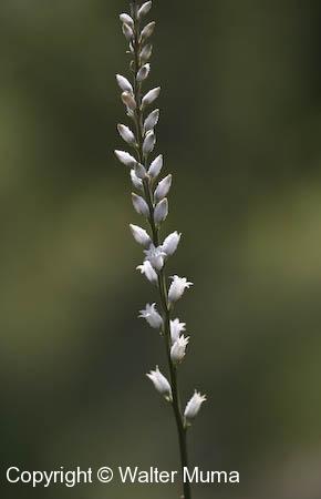 Colicroot (Aletris farinosa)