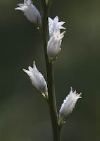 Colicroot (Aletris farinosa) flowers