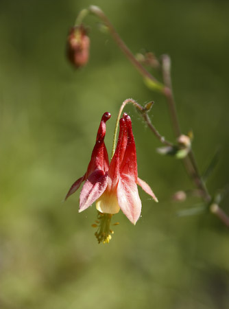 Wild Columbine (Aquilegia canadensis)