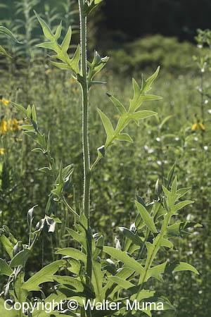 Compass Plant (Silphium laciniatum)