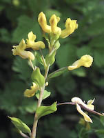 Yellow Corydalis (Corydalis flavula)