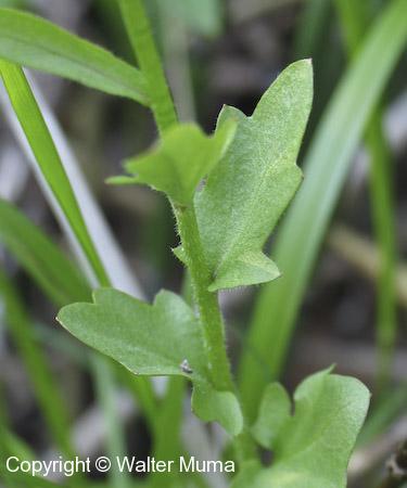Purple Cress (Cardamine douglassii) leaves