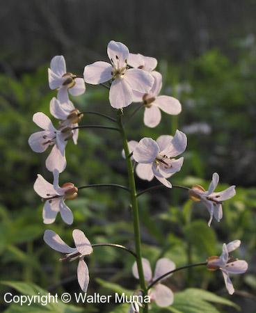 Purple Cress (Cardamine douglassii) flowers
