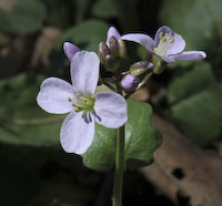 Cress, Purple (Cardamine douglassii) flowers