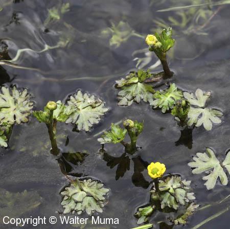 Small Yellow Water Crowfoot (Ranunculus gmelinii)