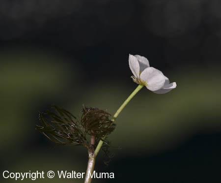 White Water Buttercup (Ranunculus aquatilis)