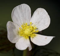 Buttercup, White Water (Ranunculus aquatilis) flowers