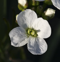 Cuckooflower (Cardamine pratensis) flowers