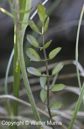 Cuckooflower (Cardamine pratensis) leaf