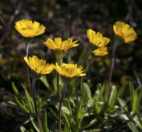 Lakeside Daisy (Tetraneuris herbacea)