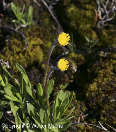 Lakeside Daisy (Tetraneuris herbacea)
