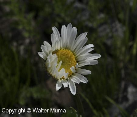 Oxeye Daisy (Leucanthemum vulgare)