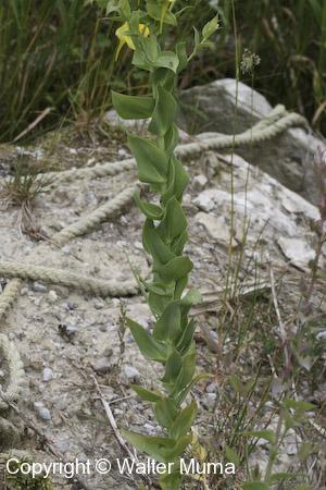 Dalmation Toadflax (Linaria dalmatica)