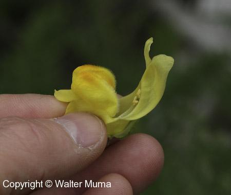 Dalmation Toadflax (Linaria dalmatica)