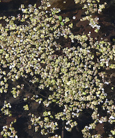 Lesser Duckweed (Lemna minor)